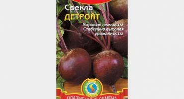 Detroitská řepa - stolní odrůda italského výběru